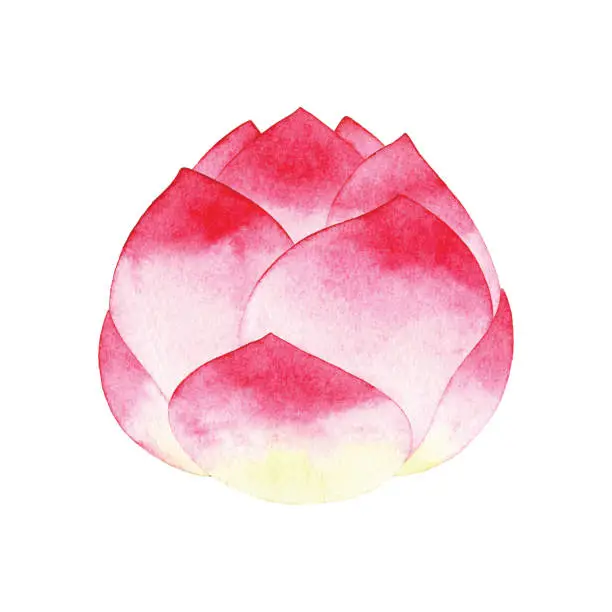 Vector illustration of Watercolor Pink Lotus Flower Bud