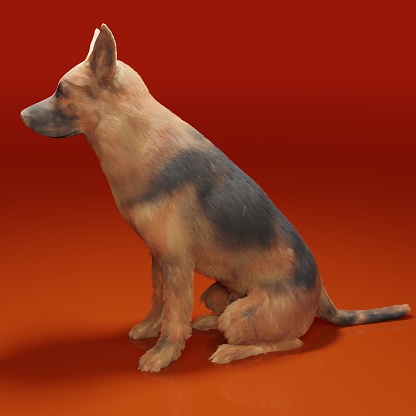 3d computer rendered illustration of a German shepard dog