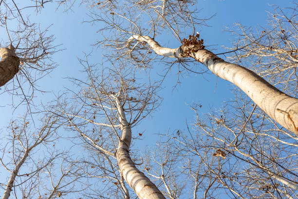 Looking up to the trees in winter with clear blue sky background