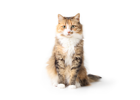 Relaxed cute fluffy kitty with beautiful asymmetric markings. Full body cat portrait. 3 years old female calico or torbie. Selective focus. Isolated.