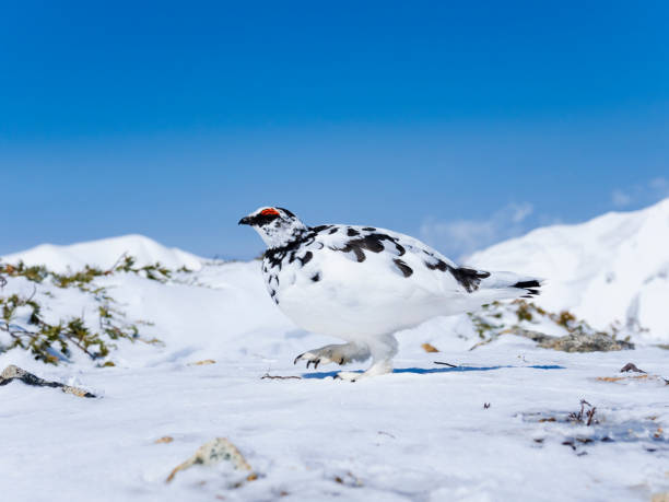 istock Rock ptarmigan male 1453243158