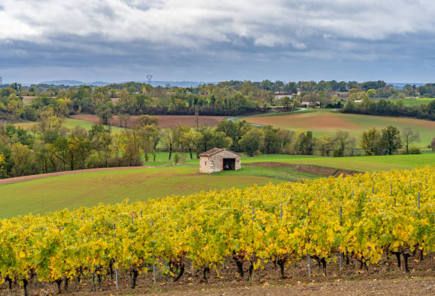 French Vineyards stock photo