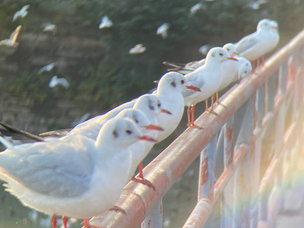 istock Gulls on a railing of a river bridge 1453244809