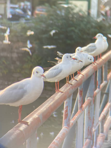 istock Gulls on a railing of a river bridge 1453244839