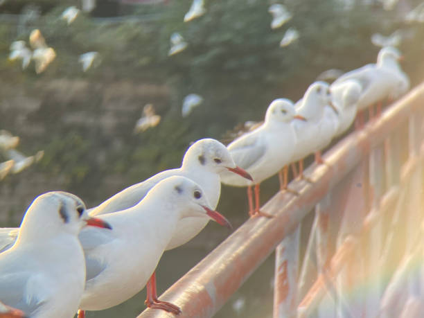 istock Gulls on a railing of a river bridge 1453244855