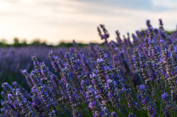 istock Lavender field in the Provence 1453247356