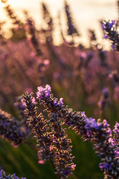 istock Lavender field in the Provence 1453247373