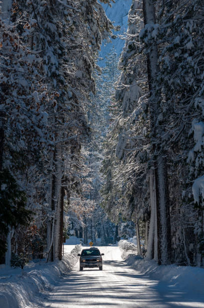 istock Snowed-in Forest Road in Yosemite 1453247471