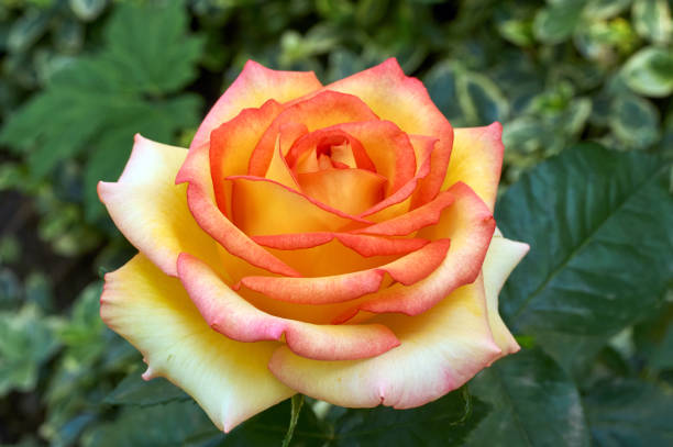 magnifique double delight hybrid tea rose en gros plan - hybrid tea rose photos et images de collection