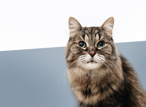 Cute long hair tabby cat looking at camera with intense body language or waiting for food. Diagonal background with white and muted blue. Copy space. Selective focus.
