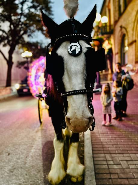 istock Horse in San Antonio 1453251739