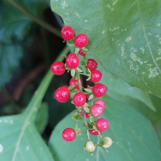 istock Red peppercorn plants in the wild life 1453251972