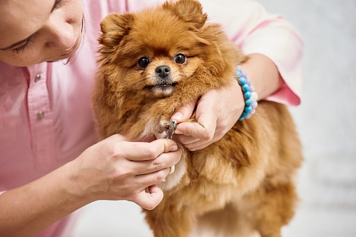Closeup of vet cutting dog's toenail with nail clipper