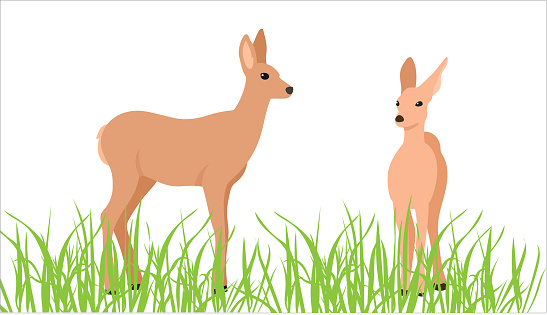 Deer in the grass.  Flat design color images