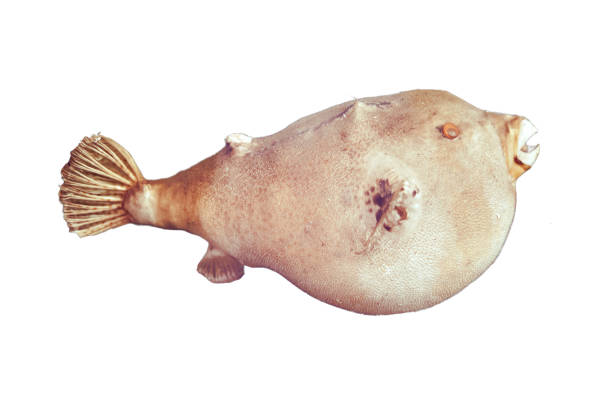 Poisson Pictures | Download Free Images on Unsplash