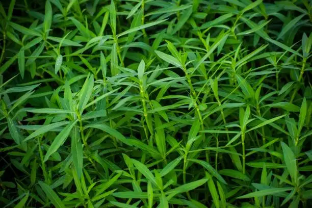 A closeup shot of Tarragon grass in a field