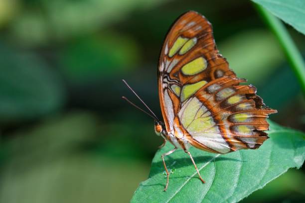 istock Macro shot of a beautiful bright patterned butterfly on a plant 1453254971