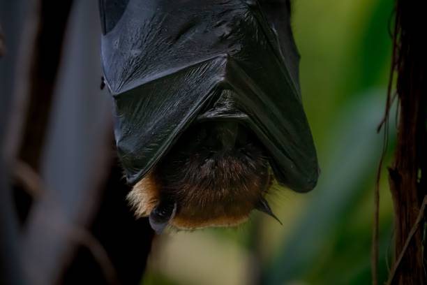 istock Closeup of a flying fox sleeping against blur background 1453255017