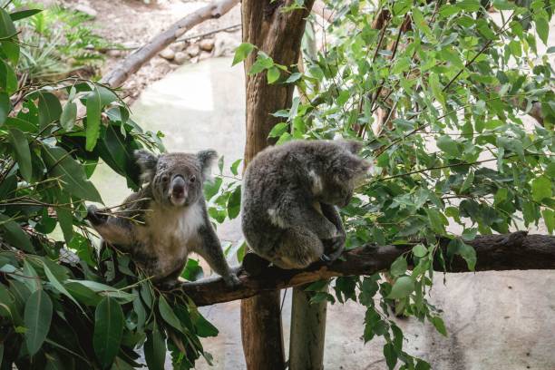 istock Closeup shot of two koala bears sitting on a tree and eating eucalyptus 1453255046