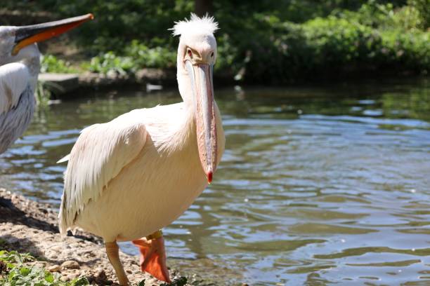 istock Beautiful white pelican bird next to a lake 1453255119