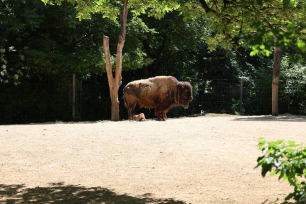 Bison on a warm summer day. Wild animal