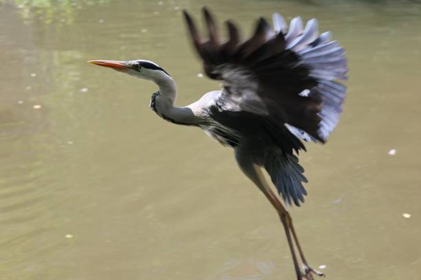 A beautiful gray heron in flight over a lake