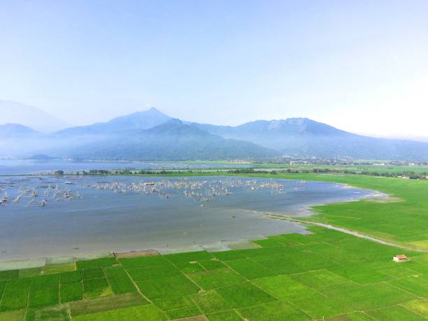 Drone view of rice fields against the background of Lake Rawa Pening and mountains in Ambarawa A drone view of rice fields against the background of Lake Rawa Pening and mountains in Ambarawa rawa island stock pictures, royalty-free photos & images