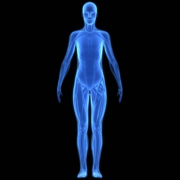istock Human Muscular System Muscles Anatomy 1453256216