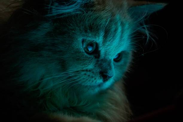istock Fluffy cat watching something curiously on the screen in the darkness 1453256948
