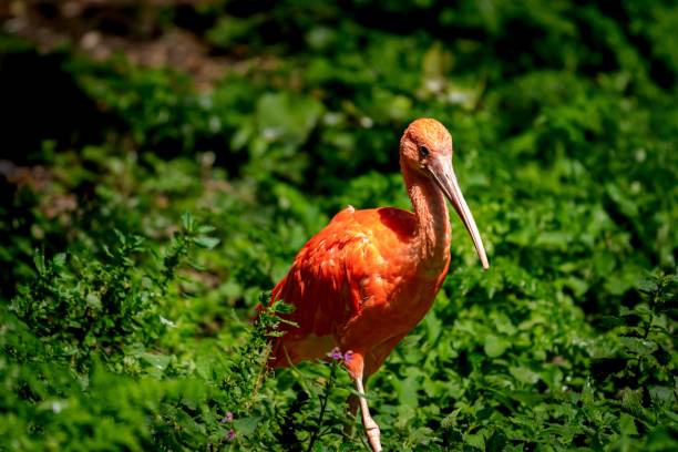 istock Orange bird with long beak standing between greenery on a sunny day 1453257181