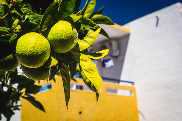 Close-up image of citrus fruit on a tree in the sun