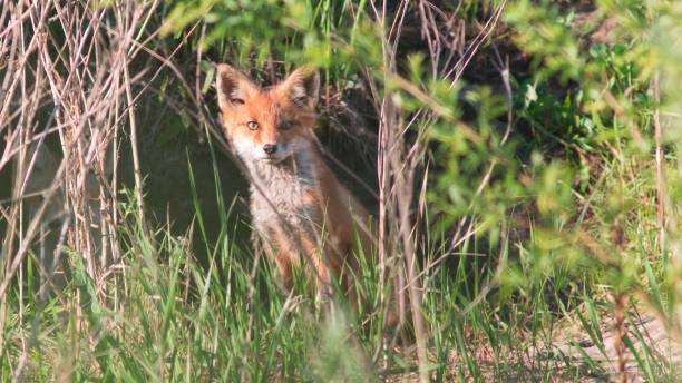 istock Cute red fox (Vulpes vulpes) looking at the camera from behind grass 1453257347