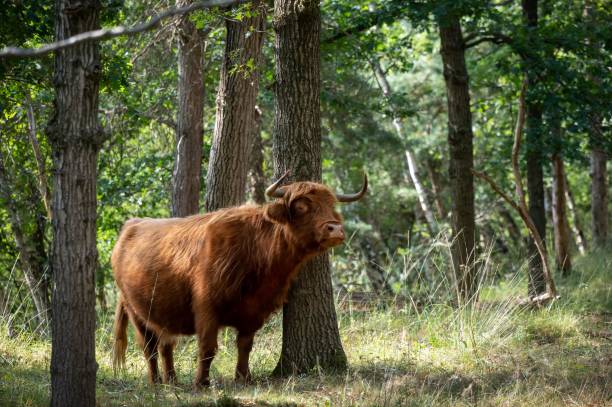 istock Scottish Highlander in the Woods 1453257688