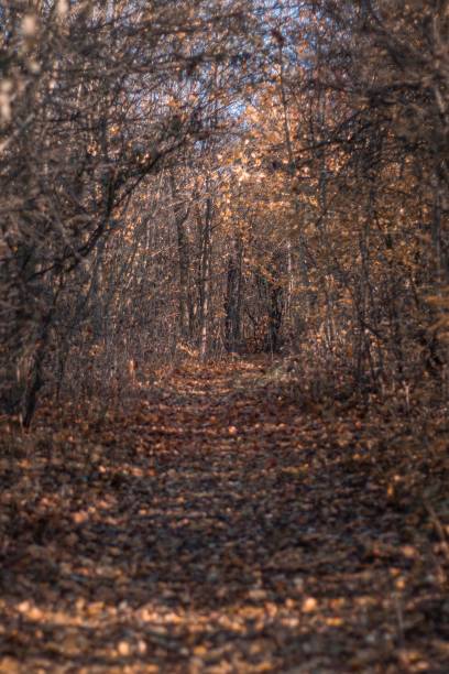 istock Vertical shot of a beautiful autumn forest 1453257821