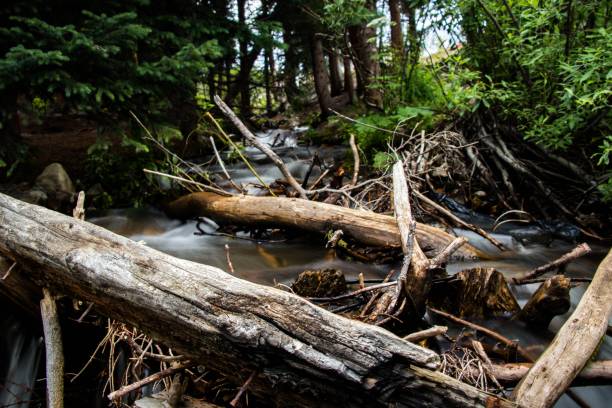 istock Closeup of broken tree trunks over long exposure river in the forest 1453257854