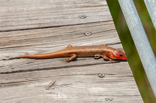 A closeup of a Broadhead Skink (Plestiodon laticeps) crawling on a wooden plank