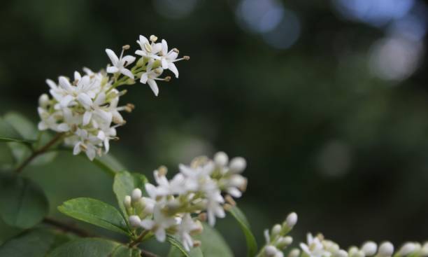 istock Texas Flowering Privet Ligustrum Shrub Shallow DOF 1453257956