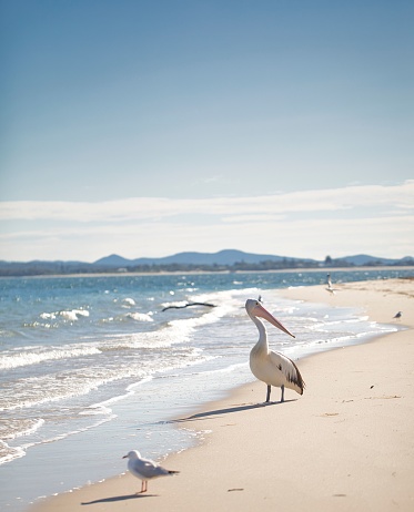 A pelican and seagulls on the sandy beach with the ocean foaming waves in Nelsons Bay NSW