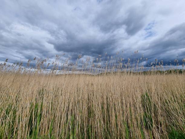 istock Beautiful shot of grass field under a cloudy sky 1453258488