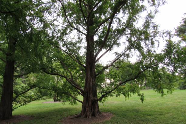 istock Dawn redwood (Metasequoia glyptostroboides) in the forest 1453258907