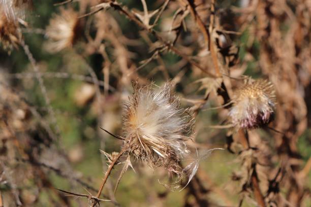 istock Closeup shot of a spiny plumeless thistle (Carduus acanthoides) 1453258924