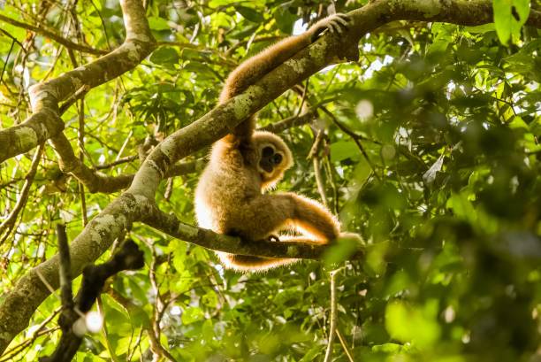 istock Gibbon Monkey Sitting and Relaxing on Tree's Branch 1453259018