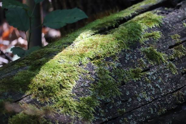 istock Moss grown on tree bark of a horizontally laid trunk in nature 1453259071