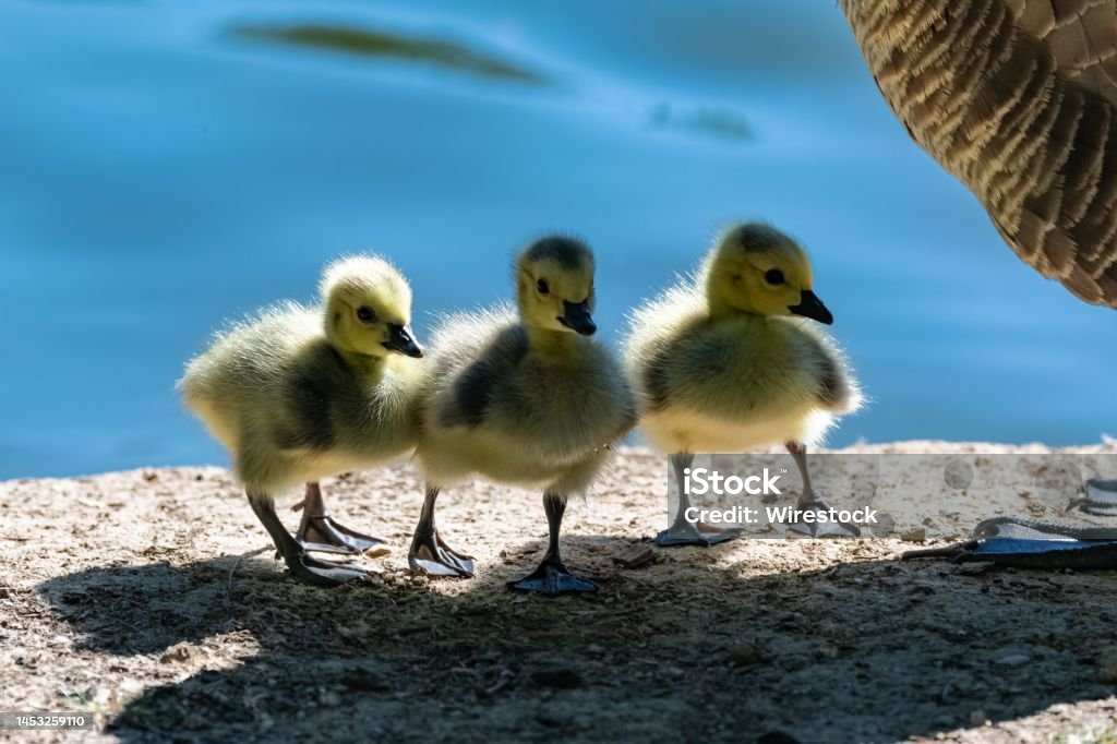 Canada goose with chicks Canada goose with chicks standing on the shore of the lake Animal Stock Photo