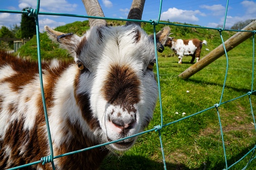 A closeup shot of a brown and white pygmy goat behind a wire fence