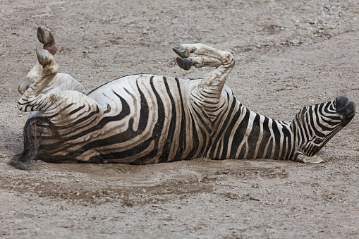 A Zebra sleeping in sand in the zoo