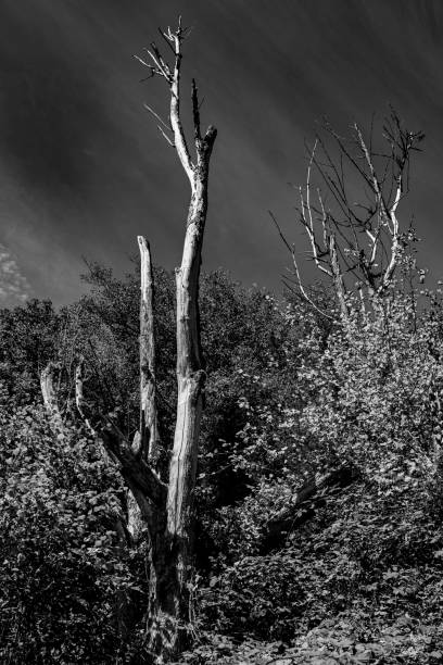 istock Vertical grey shot of a leafless broken tree in a lush forest 1453259348