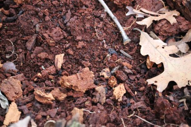 istock Closeup brown autumn leaves on the soil 1453259767
