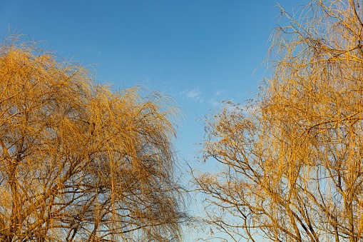 The branches of the autumn willows against the blue sky background