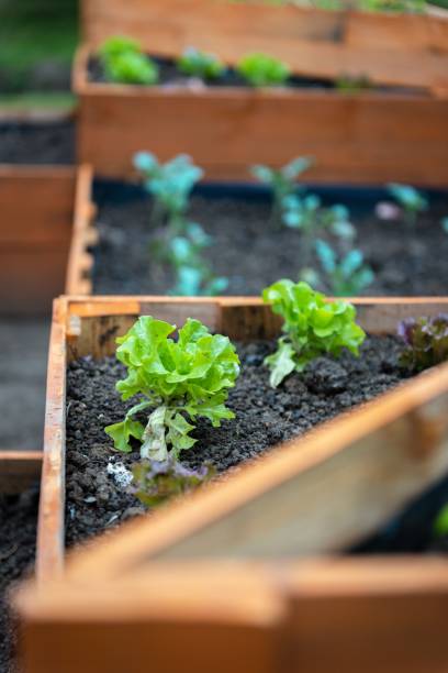 istock Vertical selective focus shot of lettuce growing in a triangular wooden planter 1453260090